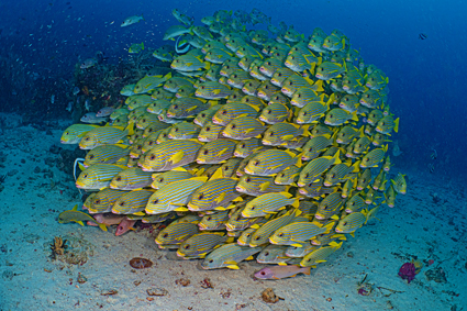 49a2fa182d25387bbdceb5533134199b_3 전영환 - DSC00919k.jpg